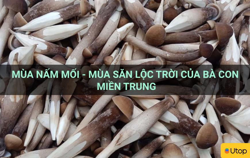 Mùa nấm mối - Mùa săn lộc trời của bà con miền Trung