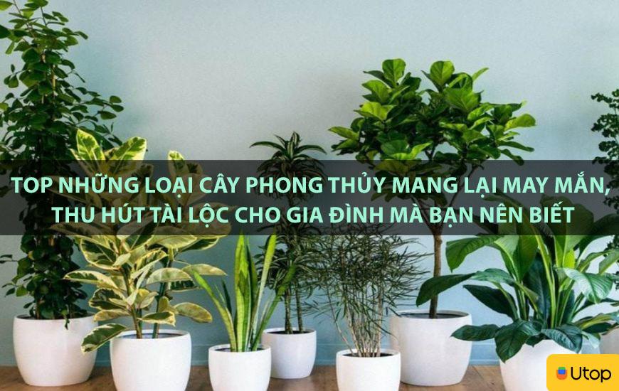 TOP NHỮNG LOẠI C Y PHONG THỦY MANG LẠI MAY MẮN, THU HÚT TÀI LỘC CHO GIA ĐÌNH MÀ BẠN NÊN BIẾT
