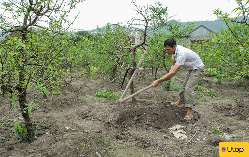 Cách chăm sóc cây đào sau tết