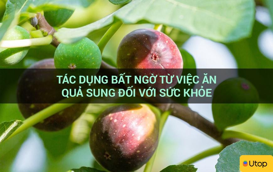 Tác dụng bất ngờ từ việc ăn quả sung đối với sức khỏe