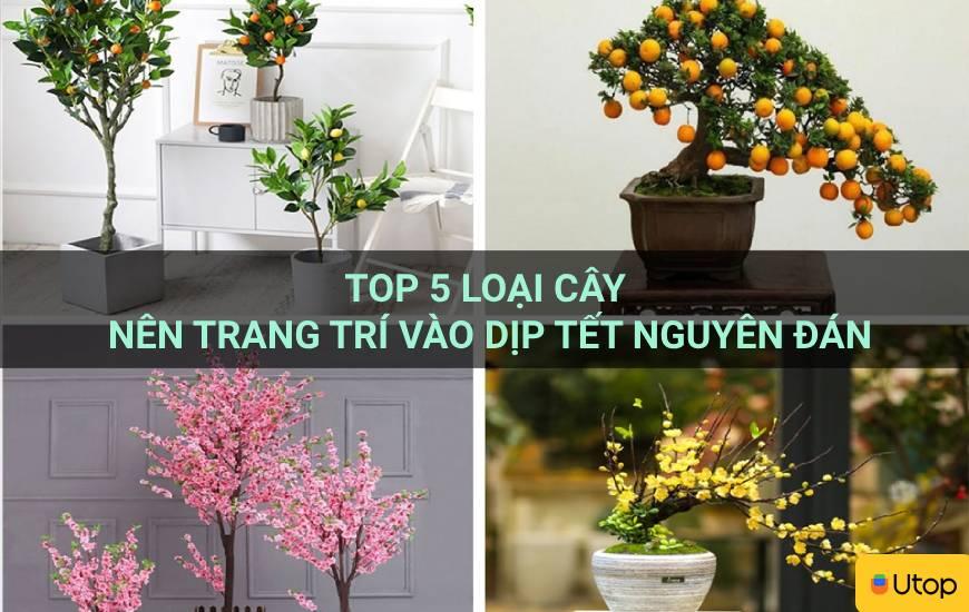 Top 5 loại cây nên trang trí vào dịp Tết Nguyên Đán
