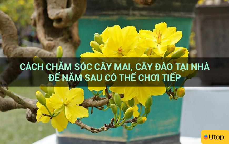 Cách chăm sóc cây mai, cây đào tại nhà để năm sau có thể chơi tiếp