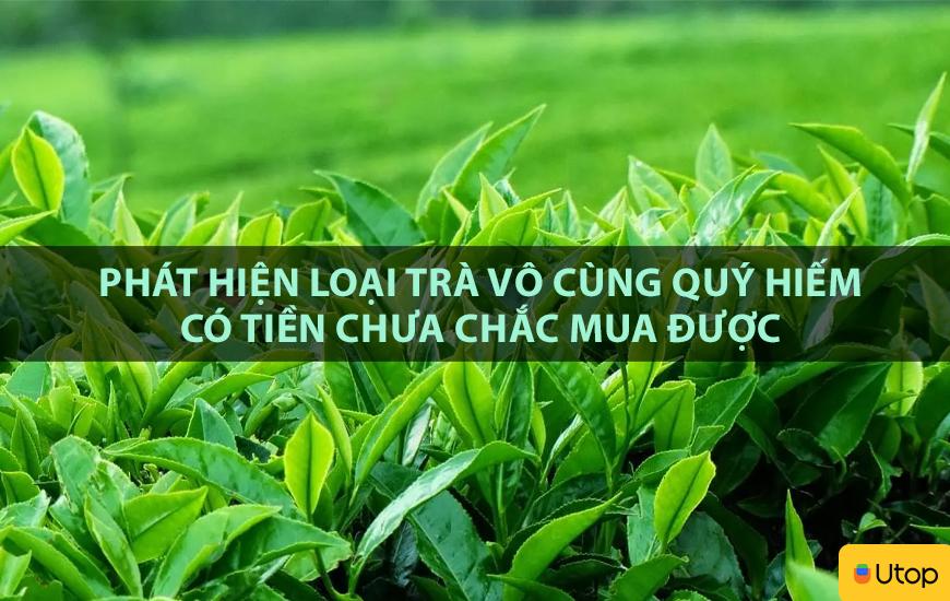 Phát hiện loại trà vô cùng quý hiếm có tiền chưa chắc mua được